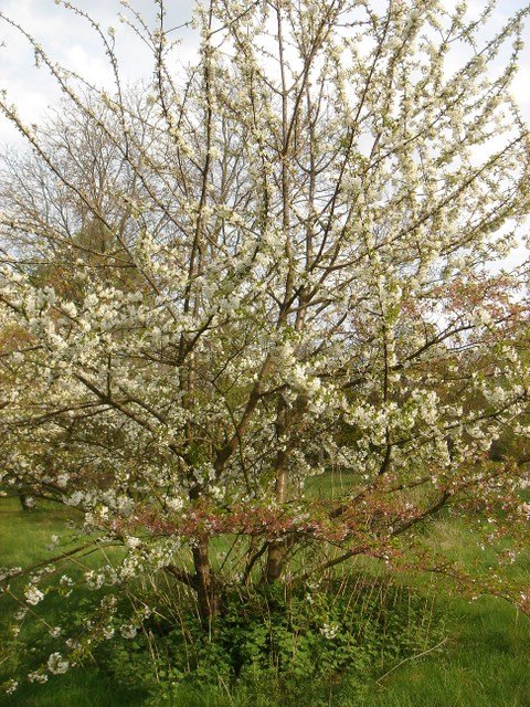 Prunus avium